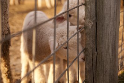 lambs at UConn